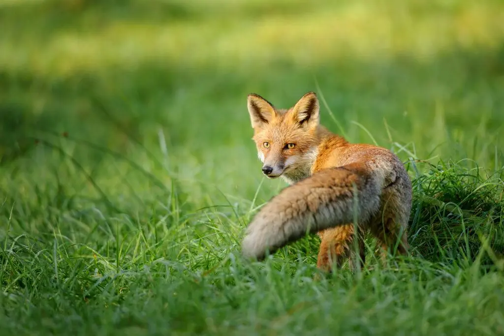 Fuchs (Raubwild)