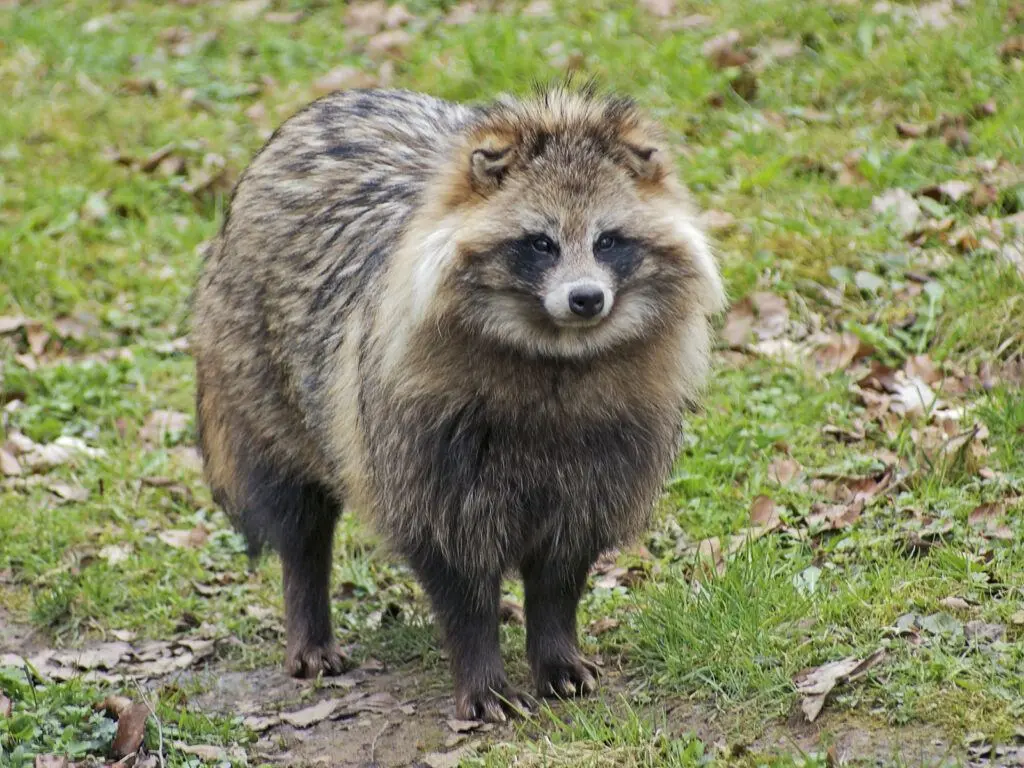 Marderhund (Raubwild)