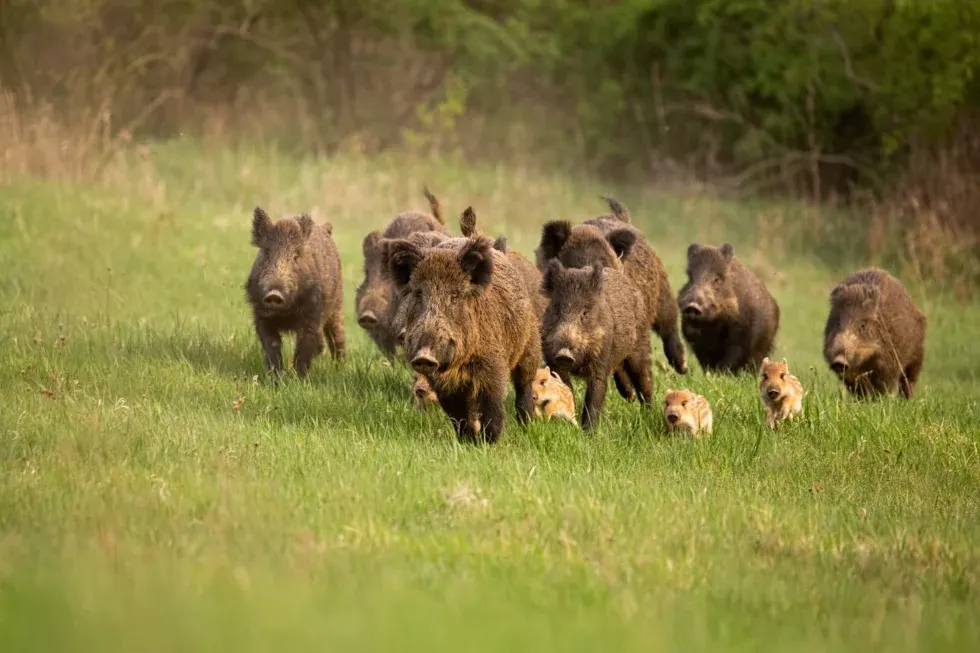 Wildschwein (Schwarzwild) in Brandenburg