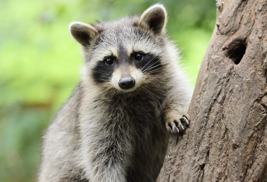Waschbär (Raubwild)