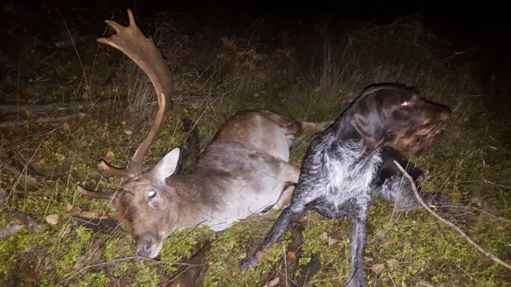 Jäger mit Jagdhunden in Brandenburg